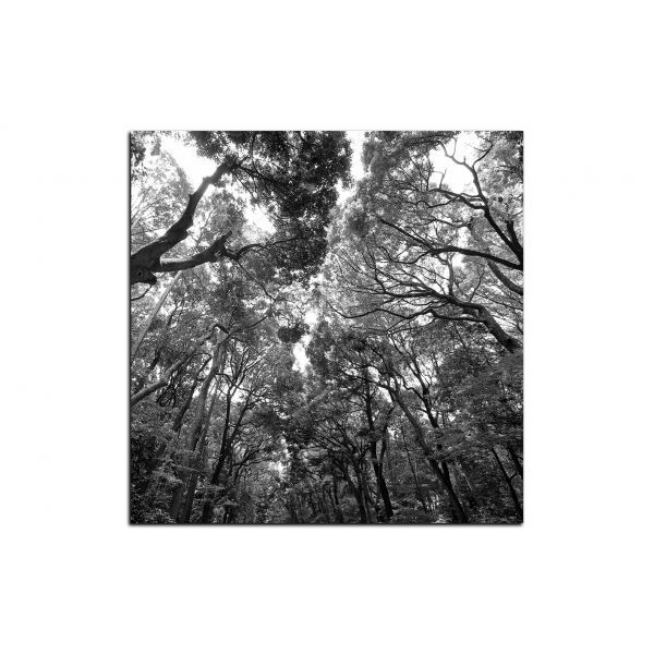 Obraz na plátně - Zelené stromy v lese - čtverec
